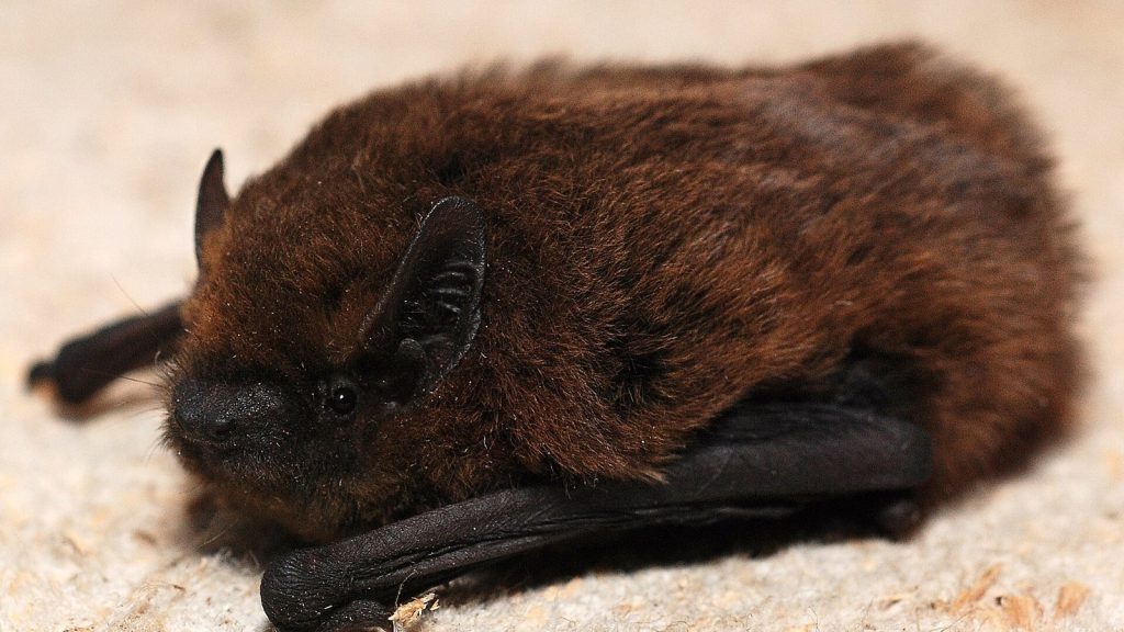 Pipistrelle commune, espèce intégralement protégée