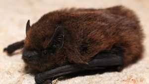 Lire la suite à propos de l’article Comment se débarrasser des chauves-souris sous le toit