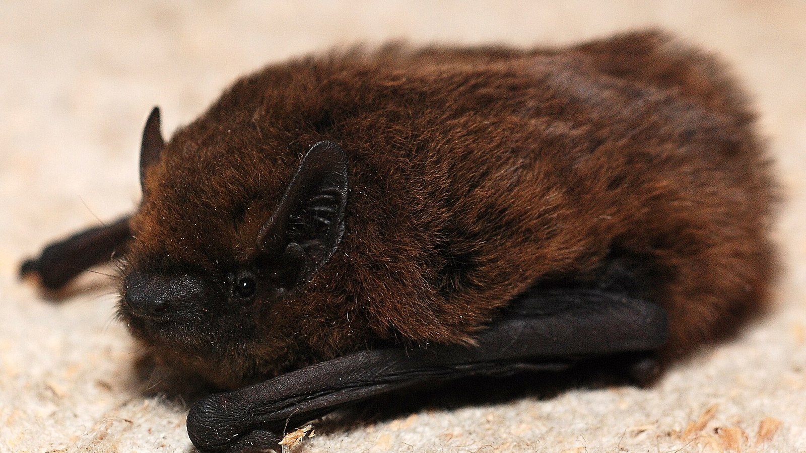 Comment se débarrasser des chauves-souris sous le toit