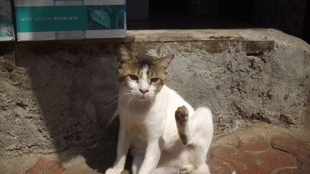 Chat qui se gratte : le premier signe d'une infestation de puces