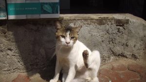 Lire la suite à propos de l’article Comment débarrasser un chat de ses puces