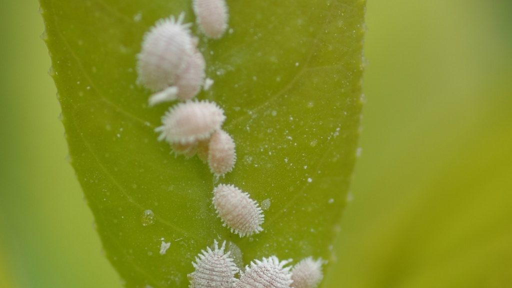 Cochenilles fixées sur une plante : des amas immobiles, pas des insectes mobiles