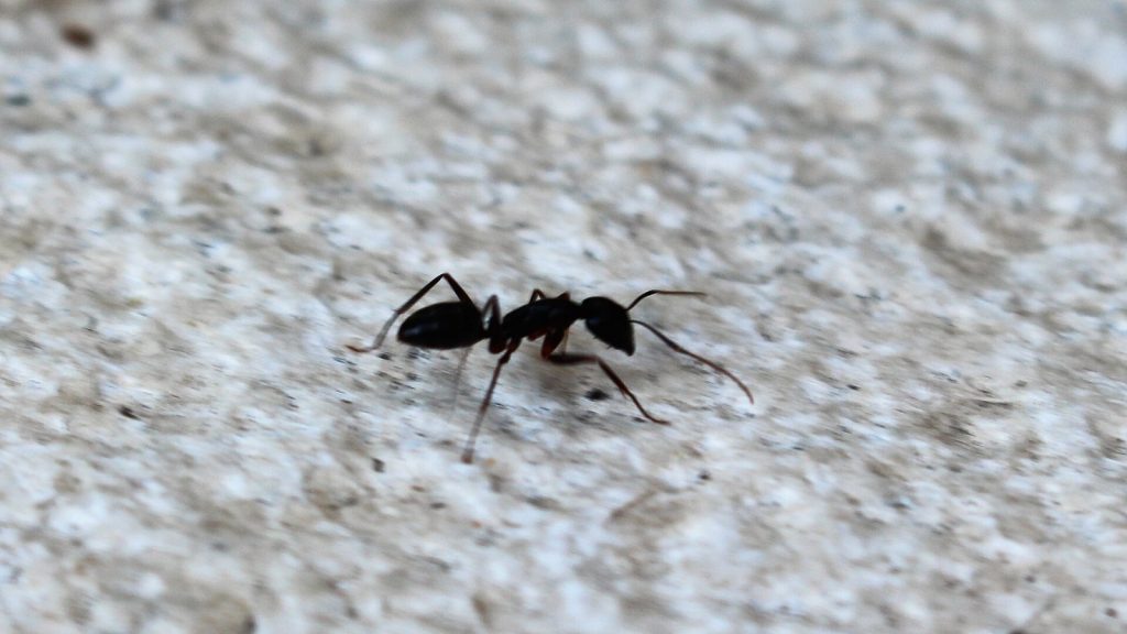 Fourmi noire des jardins (Lasius niger)