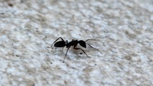 Lire la suite à propos de l’article Comment se débarrasser des fourmis