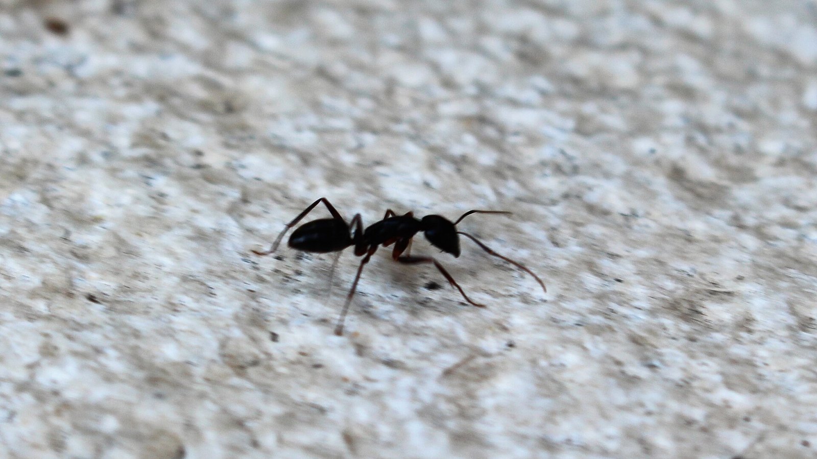 Comment se débarrasser des fourmis