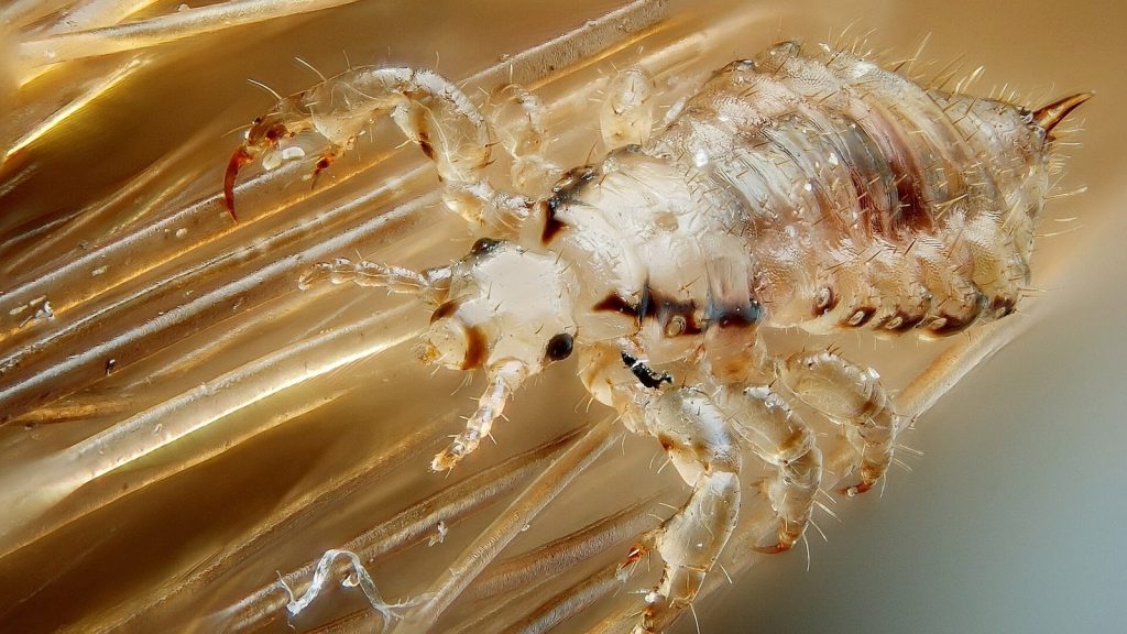 Pou de tête (Pediculus humanus capitis)
