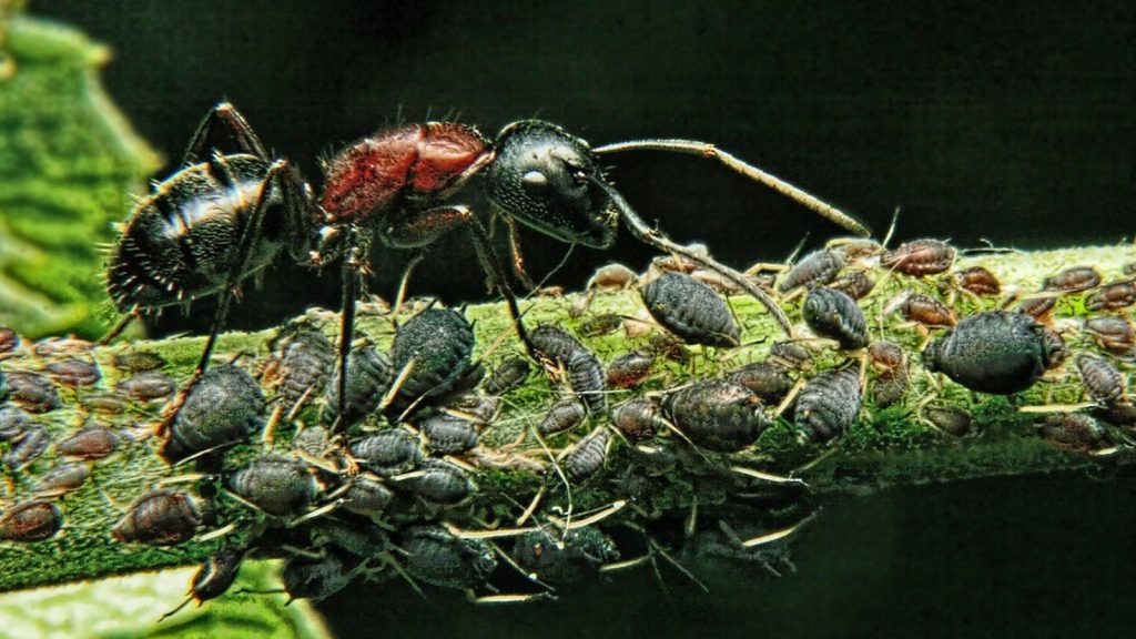 Colonie de pucerons agglutinés sur une tige
