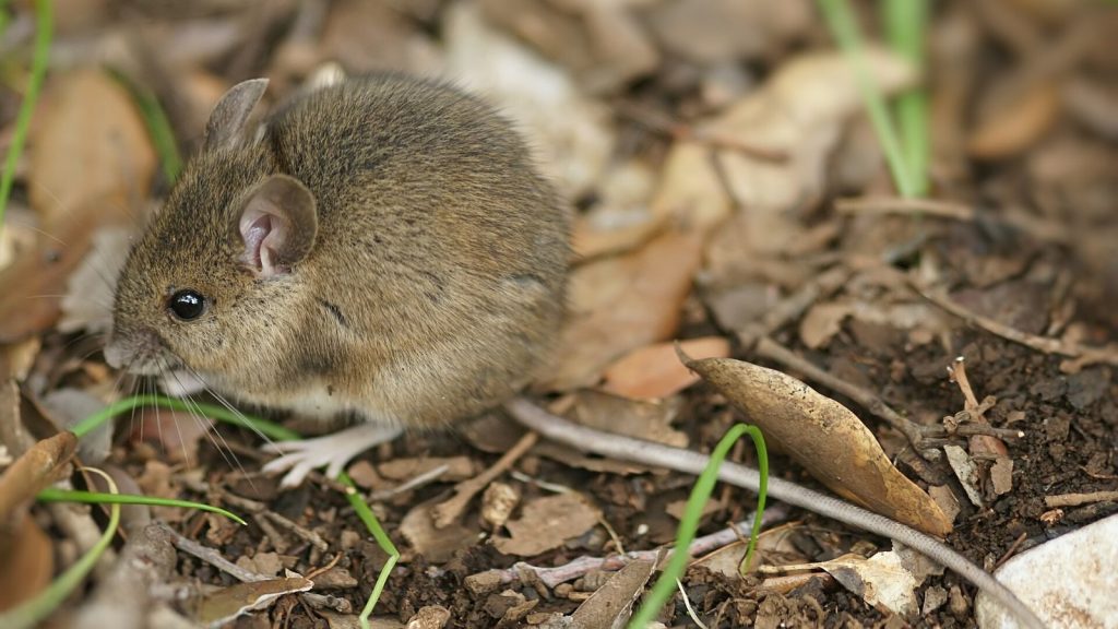 Mulot sylvestre (Apodemus sylvaticus) : grands yeux, longue queue