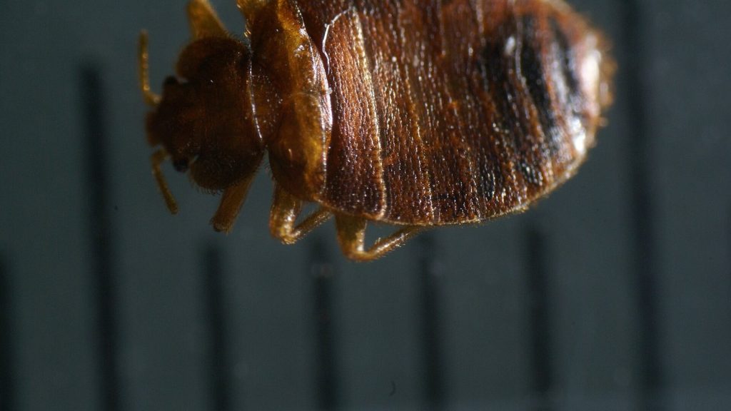 Punaise de lit (Cimex lectularius) adulte
