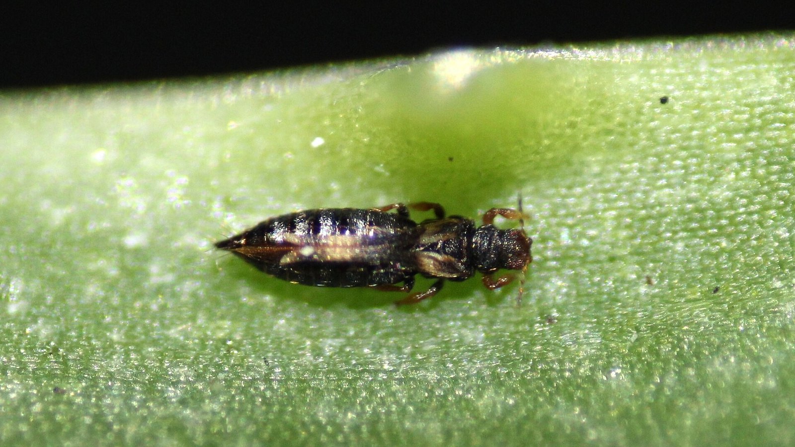 Comment se débarrasser des thrips