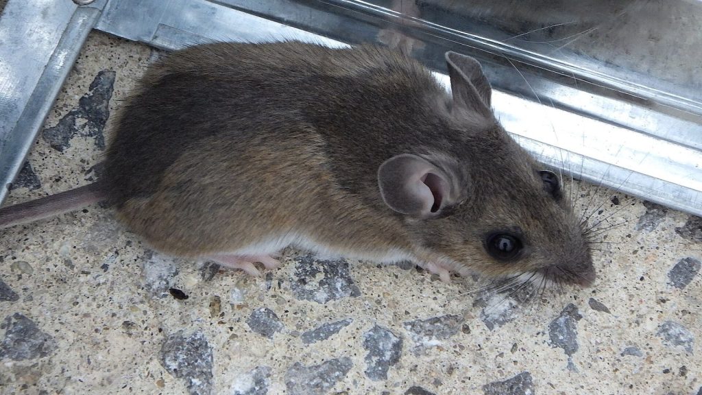Souris domestique (Mus musculus)