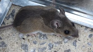 Lire la suite à propos de l’article Comment se débarrasser des souris dans les murs