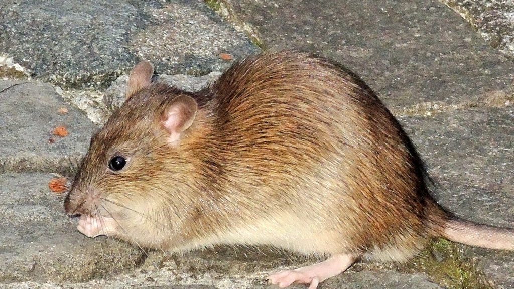 Rat brun (Rattus norvegicus)