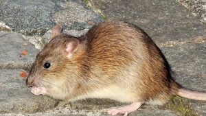 Lire la suite à propos de l’article Comment se débarrasser des rats dans un poulailler